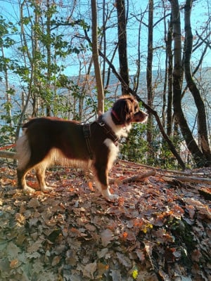 Étalon Berger Australien - S'kiara Du Sapin Epineux