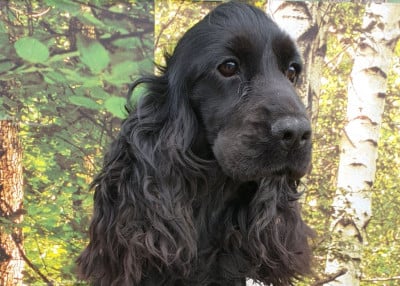 Étalon Cocker Spaniel Anglais - V' diana du domaine de Std Gladyce