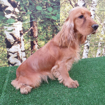 Étalon Cocker Spaniel Anglais - V'luxxum du domaine de Std Gladyce