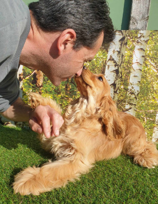 Étalon Cocker Spaniel Anglais - V'calliopée du domaine de Std Gladyce