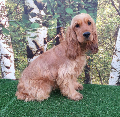 Étalon Cocker Spaniel Anglais - Van dame du domaine de Std Gladyce