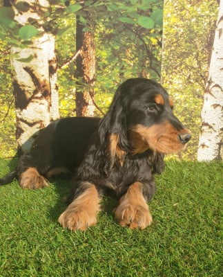 Étalon Cocker Spaniel Anglais - V'farmall du domaine de Std Gladyce