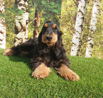 Étalon Cocker Spaniel Anglais - Volvo du domaine de Std Gladyce
