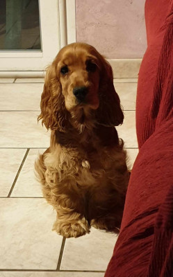 Étalon Cocker Spaniel Anglais - V'scania du domaine de Std Gladyce