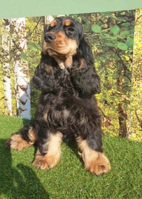 Étalon Cocker Spaniel Anglais - Végas du domaine de Std Gladyce