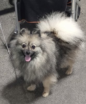 Étalon Spitz allemand - CH. Valkyrie grey wolf Des Fées Du Pays Noir