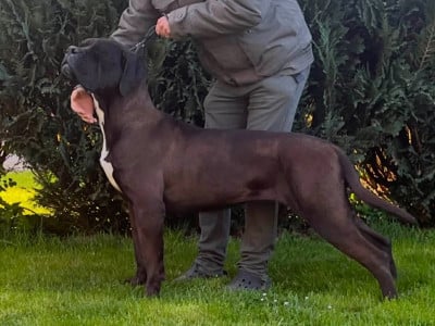 Étalon Cane Corso - Onny gladiaterra