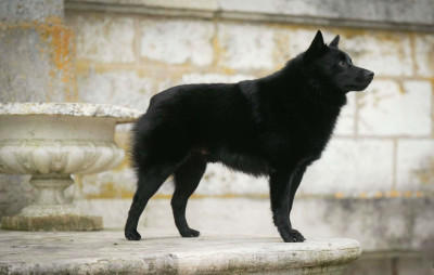 Étalon Schipperke - CH. Seyar du Mas de Valaurine