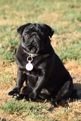 Étalon Carlin - U2 Des Legendes De Thor