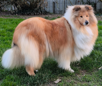 Étalon Colley à poil long - U got the look Des Conquêtes De Don Juan