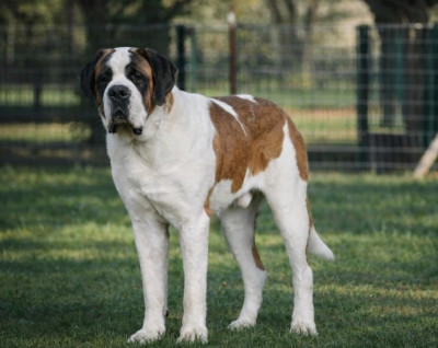 Étalon Chien du Saint-Bernard - Vince Du Morvan Des Lacs