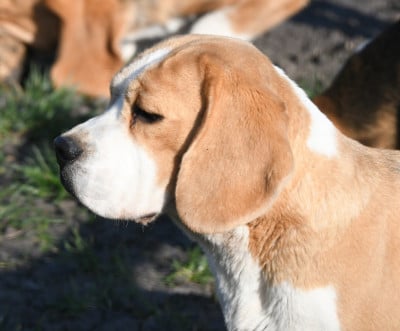 Étalon Beagle - Urtika de la vallée du grand loup