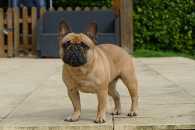 Étalon Bouledogue français - Sephora du Domaine des Bastidiens