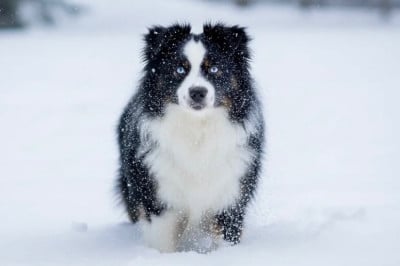 « chouchou » shining me on Des Plaines De Barbizon