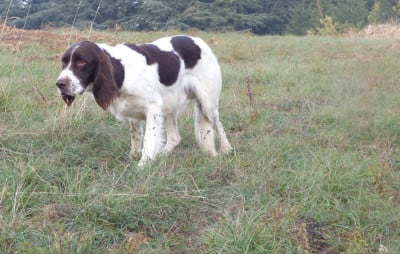Étalon Epagneul Français - Uno de la passion du poete