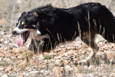 Étalon Border Collie - U'bob (Sans Affixe)