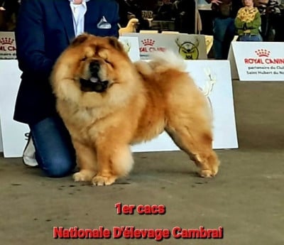 Étalon Chow Chow - Dragon-fly dei leoni imperiali