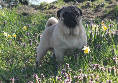 Étalon Carlin - Unique Du Domaine Des Sabliers D'orion