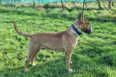 Étalon Bull Terrier - Callibullus Valet de coeur