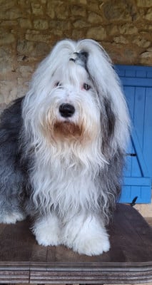 Étalon Bobtail - Tony django Des Blanches Pierres}