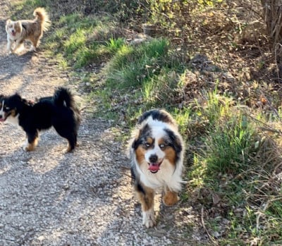 Étalon Berger Américain Miniature - polar night Fanfare royale