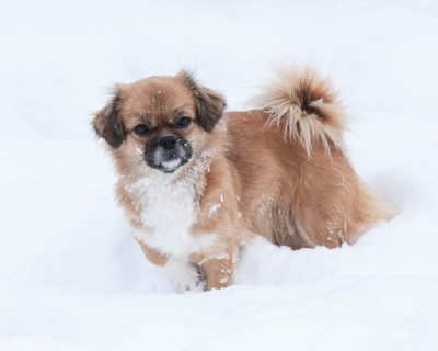 Étalon Epagneul tibetain - Talia (Sans Affixe)