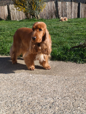 Étalon Cocker Spaniel Anglais - Teenage dream of Shaggy Love