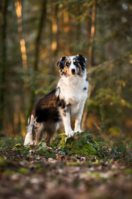 Étalon Berger Américain Miniature - Urbane du Moulin de la Terrasse