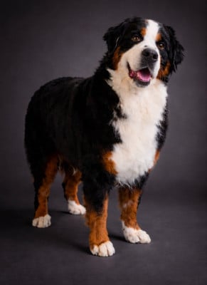 Étalon Bouvier Bernois - Ushka (Sans Affixe)