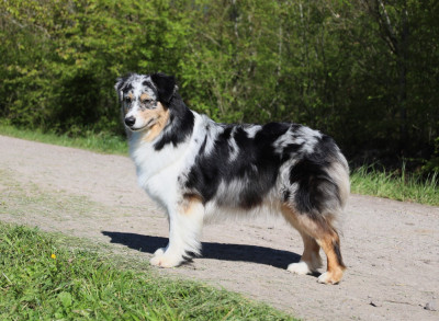 Étalon Berger Australien - Time to go toscana Des Rêves De Cassiopée