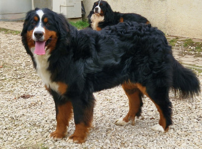 Étalon Bouvier Bernois - Vitamine (Sans Affixe)