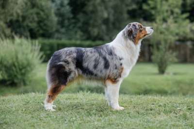 Étalon Berger Australien - Volcane vyé madanm la des Caps et Marais d'Opale