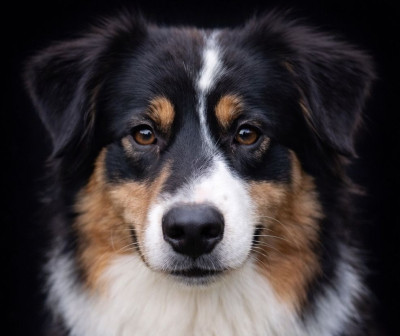 Étalon Berger Australien - Upon a time sweet raven du Chemin de la Lune aux Reves
