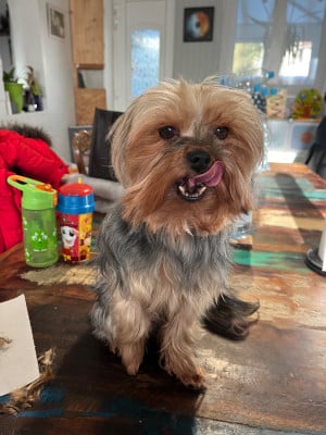 Saphir Du Moulin De Neuville