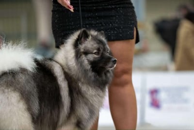 Étalon Spitz allemand - CH. Venus valdis Des Sables Du Mont Olympe