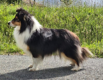 Étalon Shetland Sheepdog - Valkyrie okami no kage de La Lune De Feu