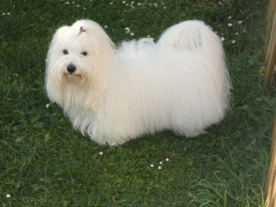 Étalon Coton de Tulear - CH. Victorine Pillywiggins