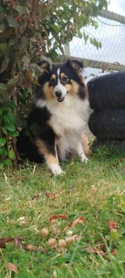 Étalon Shetland Sheepdog - Ulricha de l'Angelarde
