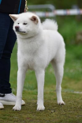Étalon Akita - Unzen yukibana go isegumo kensha