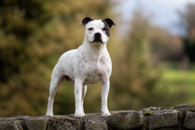 Étalon Staffordshire Bull Terrier - Killy'rena Used his charm
