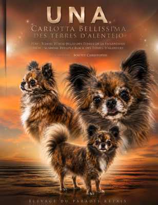 Étalon Chihuahua - Una carlotta belissima des terres d'alentejo