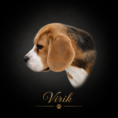 Étalon Beagle - Virik de la vallée du grand loup