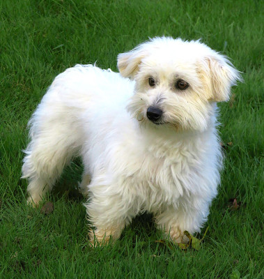 Étalon Coton de Tulear - Tendresse Des Vents D'Océan