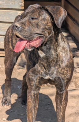 Étalon Cane Corso - Vegas des Légendes de Goliath