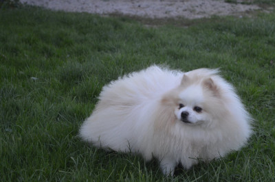 Étalon Spitz allemand - Theoley party panda De la petite moriniere
