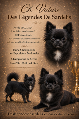 Étalon Chihuahua - CH. Victoire Des Légendes De Sardelis