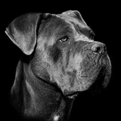 Étalon Cane Corso - Una du temple de jade