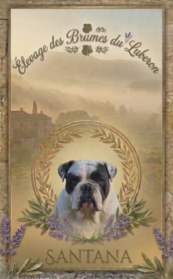 Étalon Bulldog continental - Santana Des Conti's Ador
