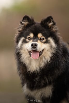 Étalon Chien finnois de Laponie - CH. O'khelyara Vilya Artanÿs