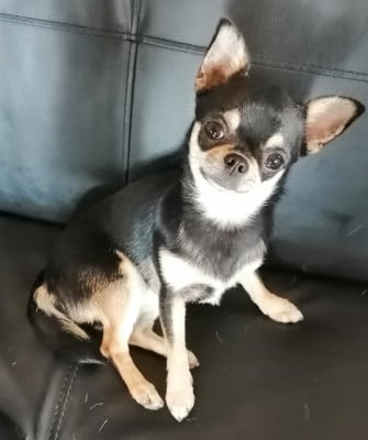 Étalon Chihuahua - Schanel Du Moulin Des Petits Gringos